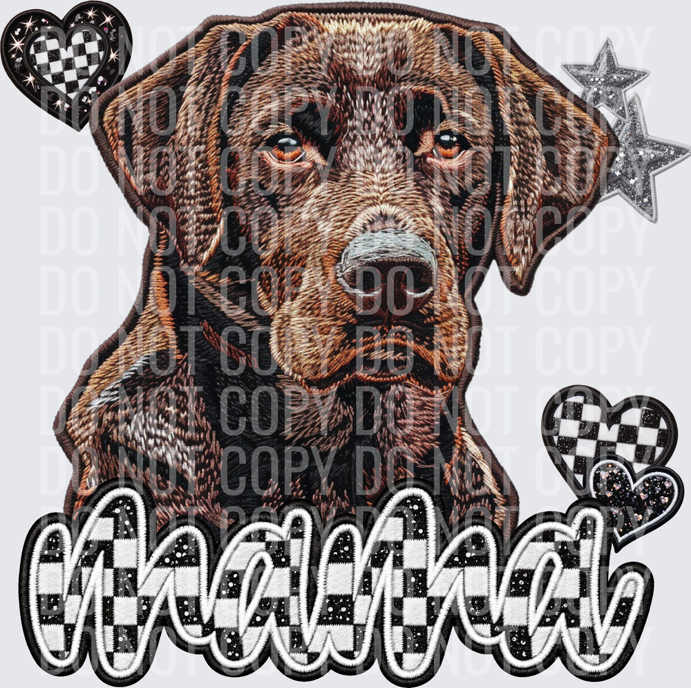 Chocolate lab