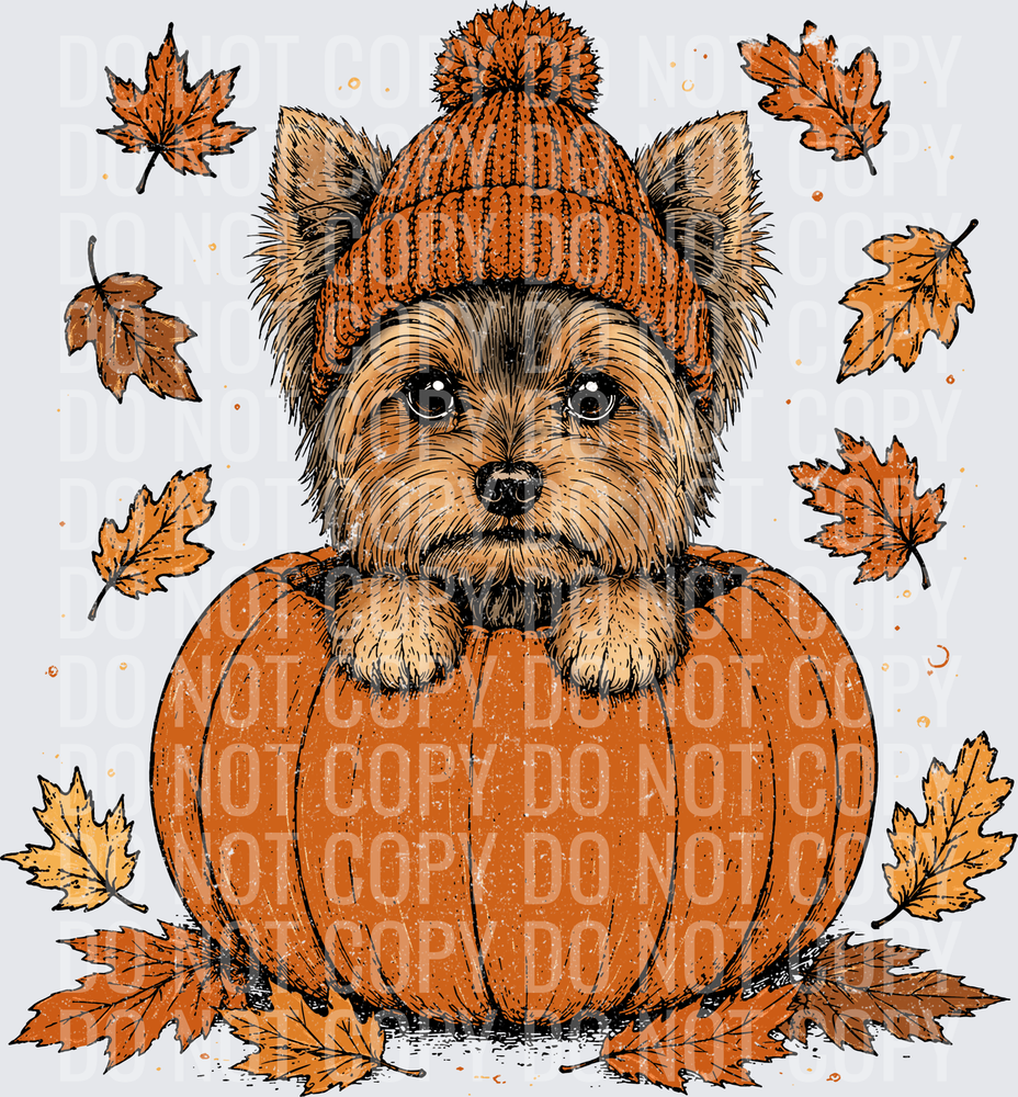 Yorkie Pumpkin Peeker