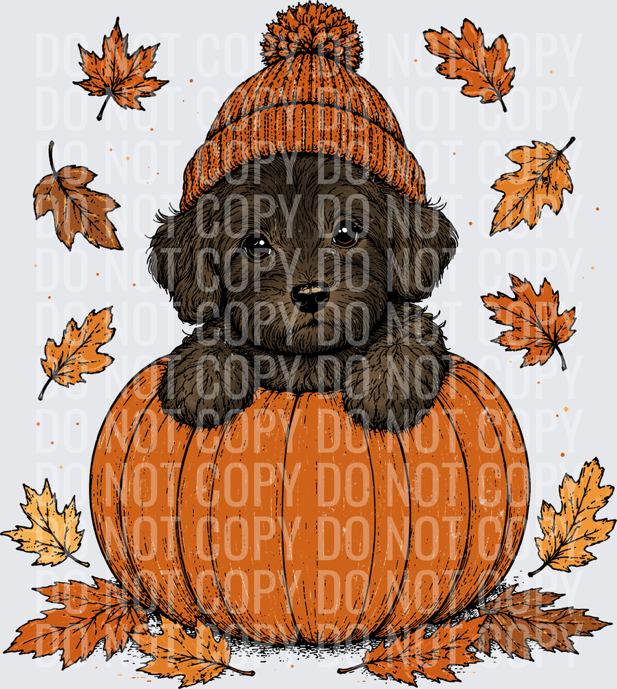 Black Yorkipoo Pumpkin