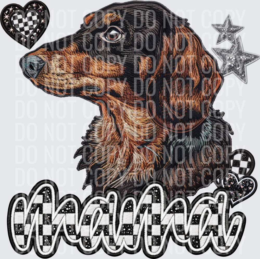 Longhaired Dashchund_
