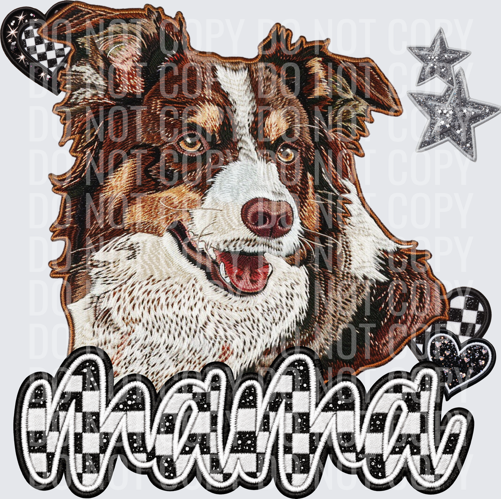 BorderCollie2