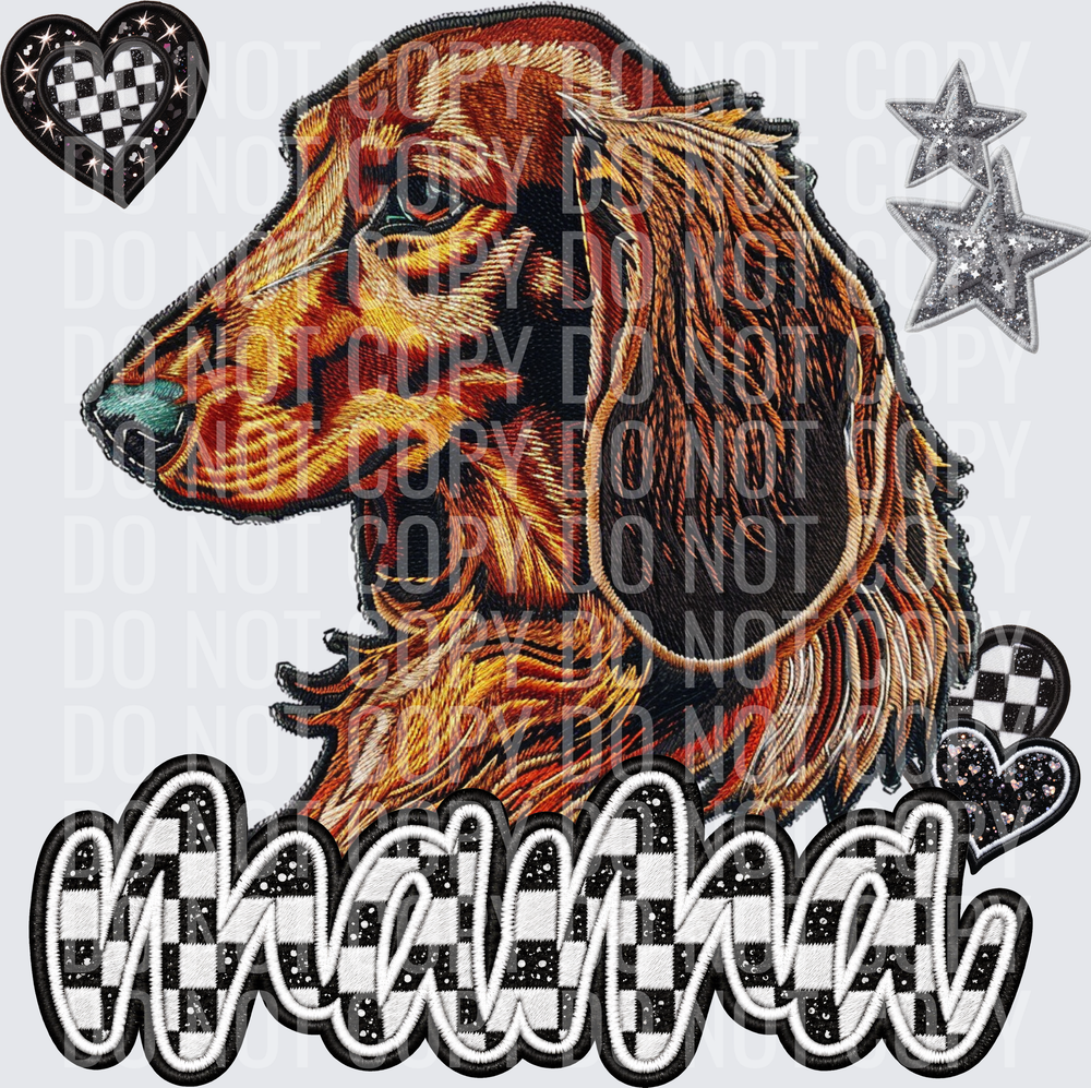 Longhaired Dashchund