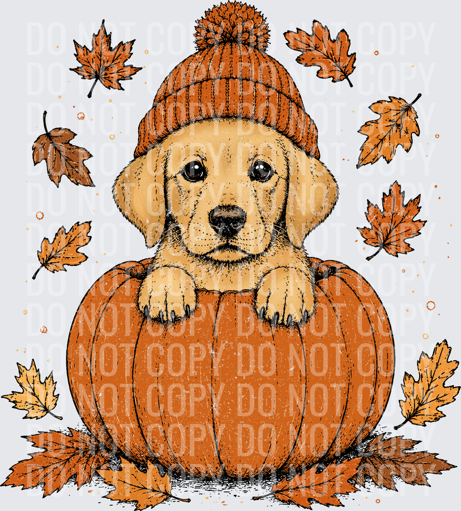 Golden Lab Pumpkin Peeker