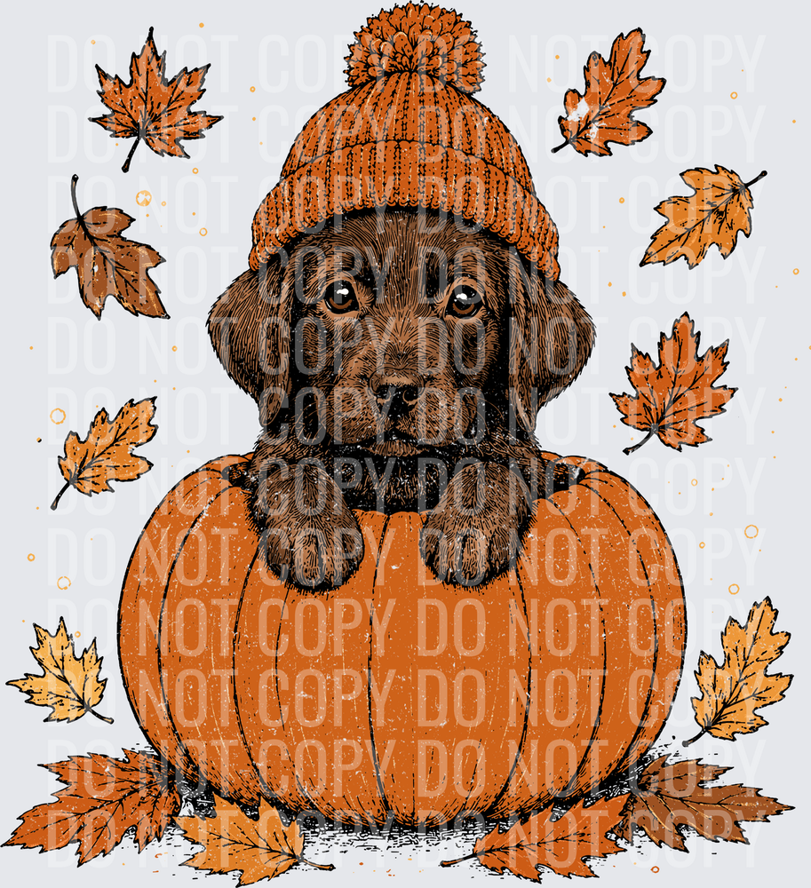 Choc Lab Pumpkin Peeker