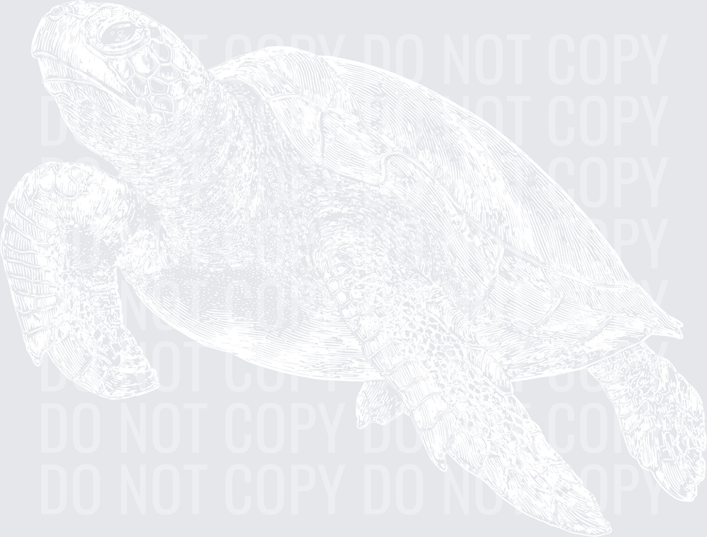 SEA TURTLE SKETCH