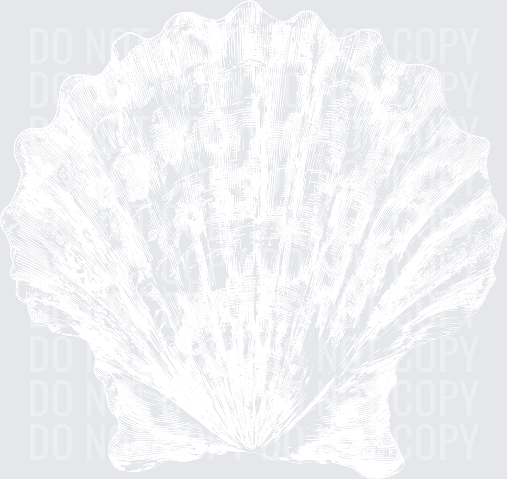 SEASHELL SKETCH