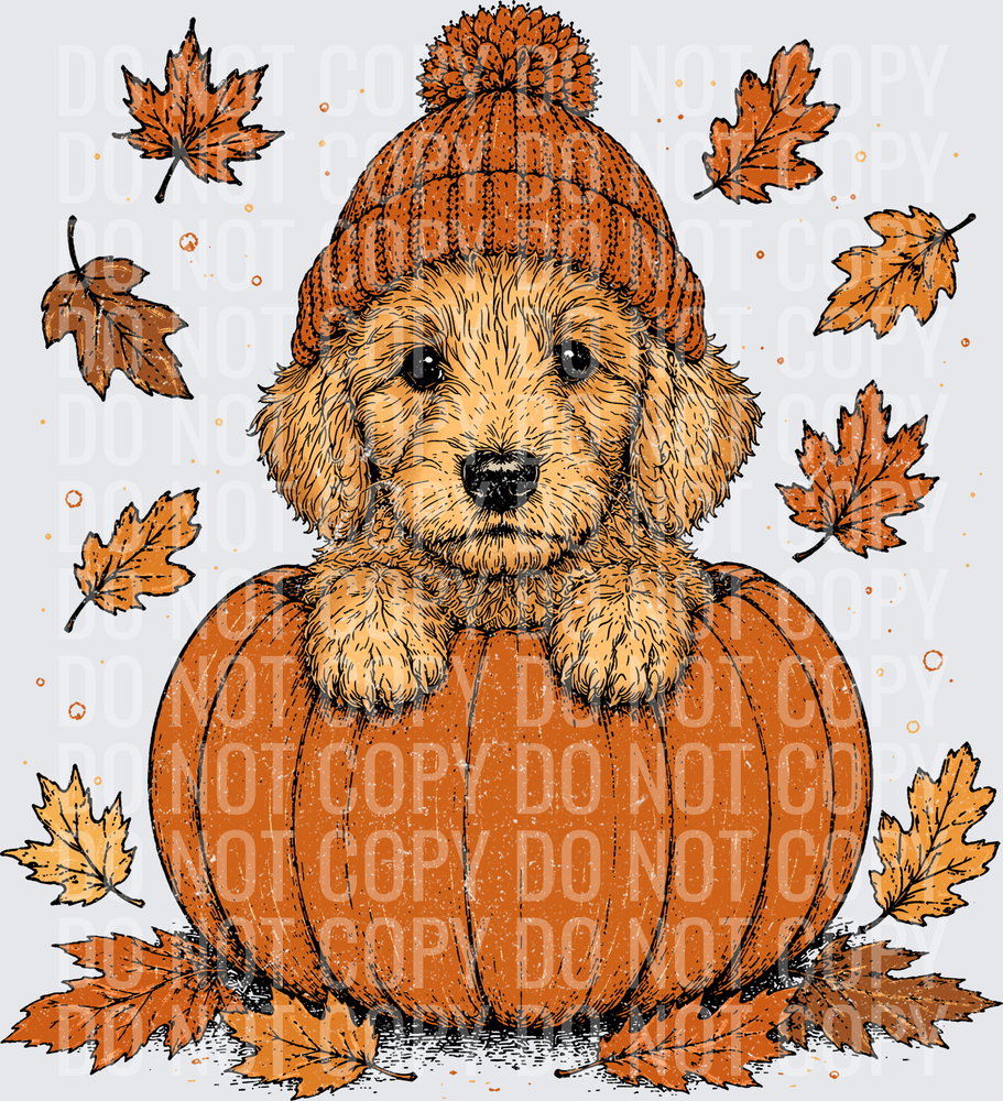 Golden Doodle Pumpkin Peeker