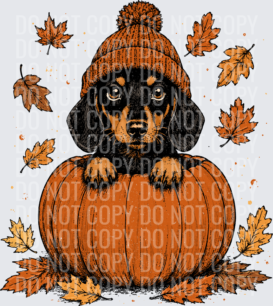 Weenie Dog Pumpkin Peeker